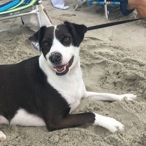 Meet your Posher, Bailey